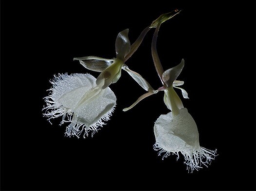 Epidendrum ilense